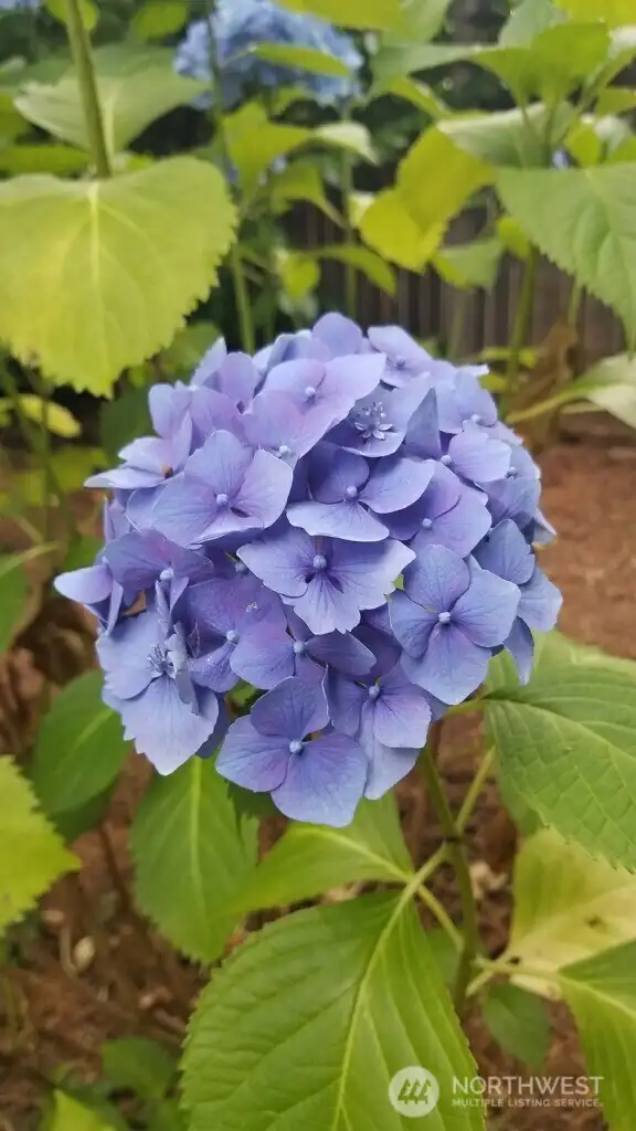 Some of the beautiful hydrangea blooms