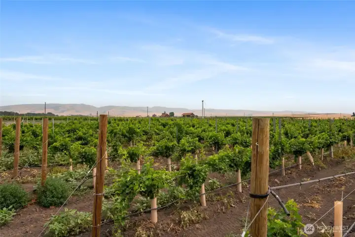 Doubleback Vineyards