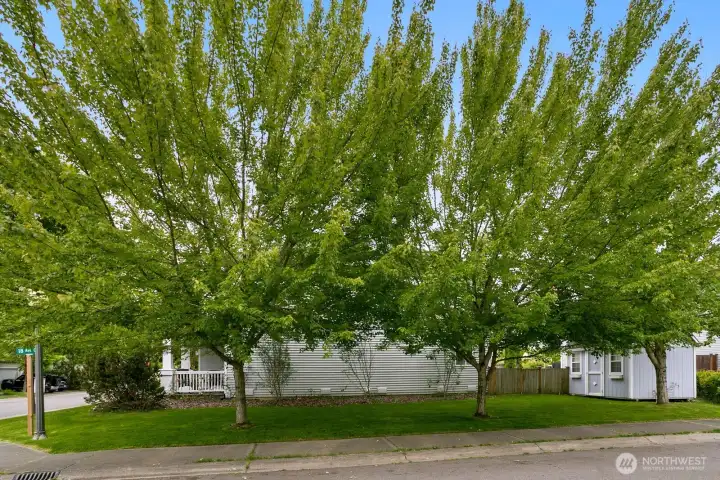 Side yard