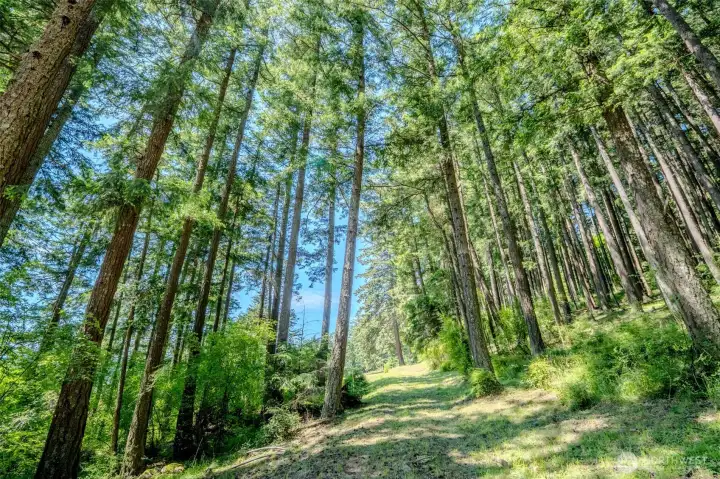 Roughed in driveway through the woods leads to nearly 12 acres of sunny, open space and beautiful forest land. Roughed in driveway through the woods leads to nearly 12 acres of sunny, open space and beautiful forest land.