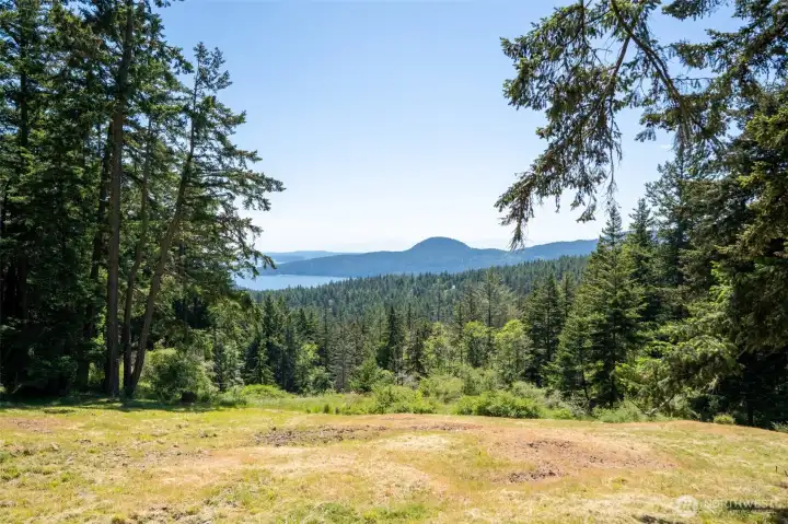 Large, sunny meadow is surrounded by evergreens. Large, sunny meadow is surrounded by evergreens.
