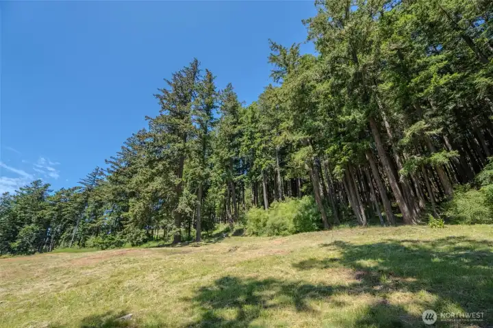 The driveway lands you at a treeline, where the meadow meets the douglas firs. The driveway lands you at a treeline, where the meadow meets the douglas firs.