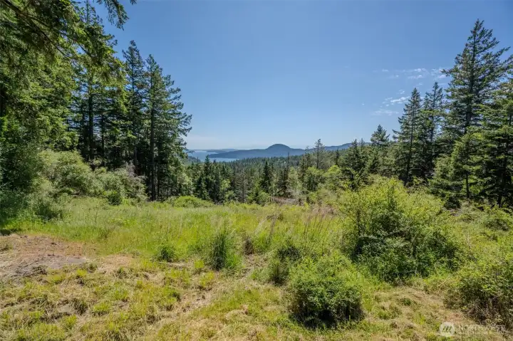Wild grasses and Native shrubs are mixed in with the evergreens. Plenty to explore! Wild grasses and Native shrubs are mixed in with the evergreens. Plenty to explore!