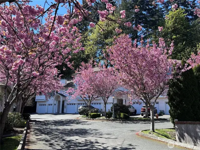 Spring in Summerlin