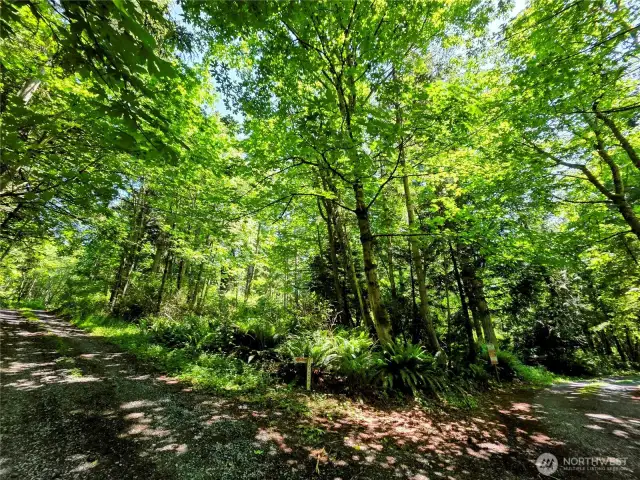 Lush wooded property ready for you to shape to your desire.