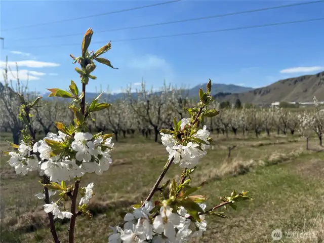 Cherry blossoms coming into bloom in this most recent Spring photo