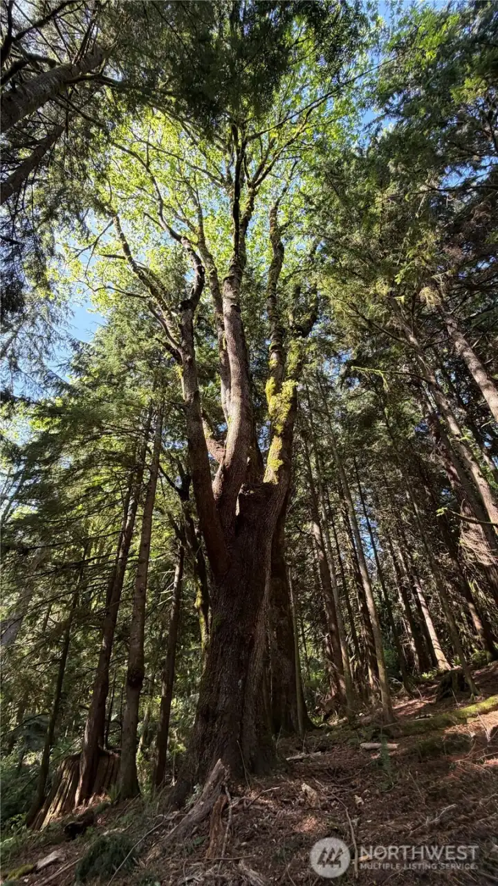 Old Growth Trees