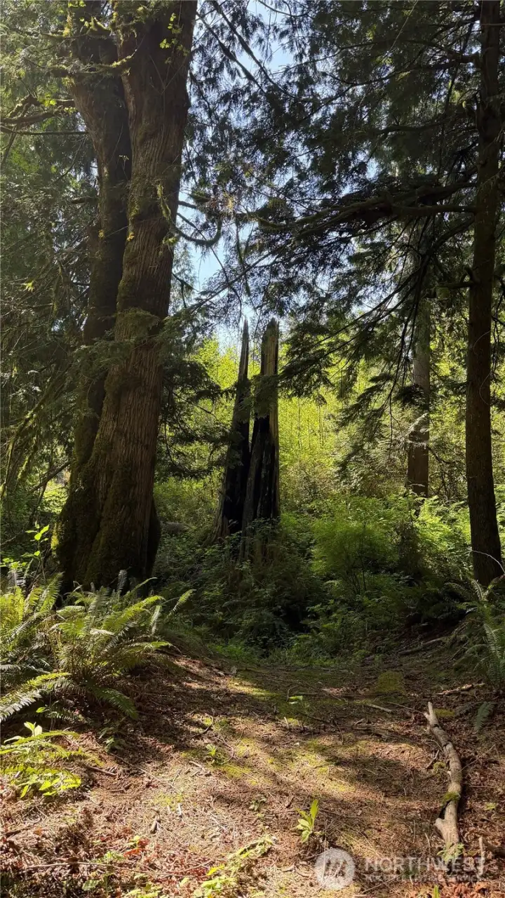 Trail to the creek