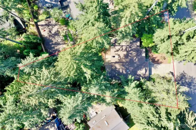 Aerial treed lot