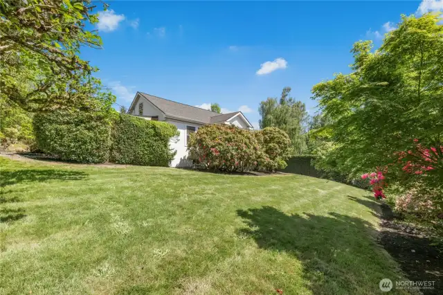 The sunny front yard is bordered by mature maples and rhododendrons.