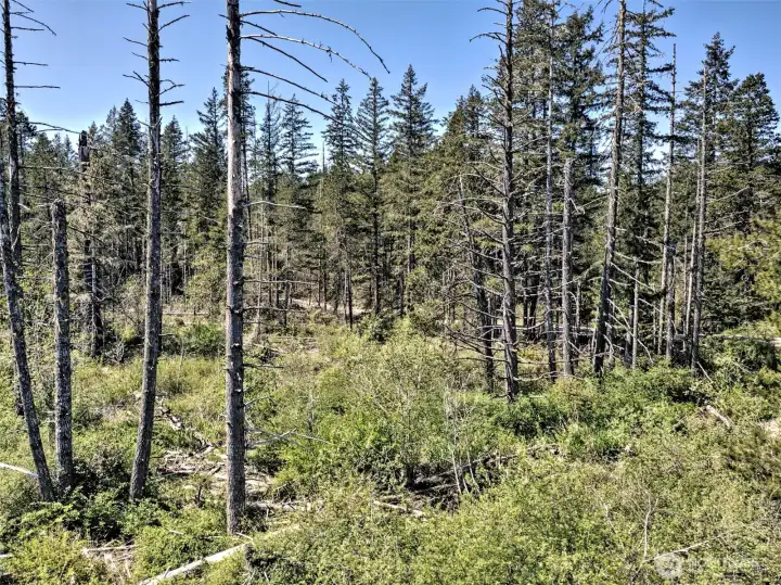 Looking from one half of the property towards the road.  Level areas on both sides of the road.