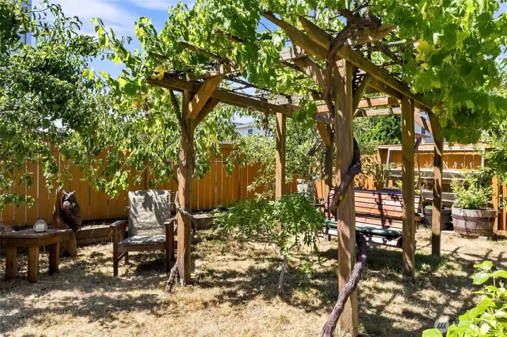 Spacious & Fully Fenced Backyard with Mature Grape Vines, Fruit Trees, Raised Garden Beds, and Room for More!