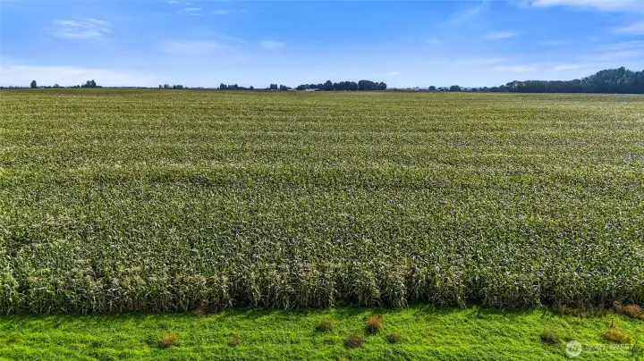Healthy, Productive Crop Ground Healthy, Productive Crop Ground