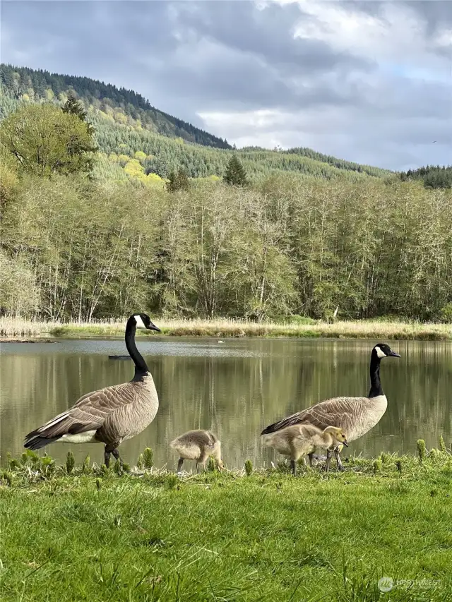 Ryderwood Pond