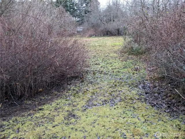 Large back yard with more fruit trees