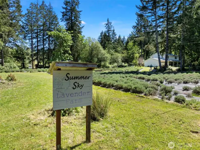 Welcome to Summer Sky Lavender Farm.