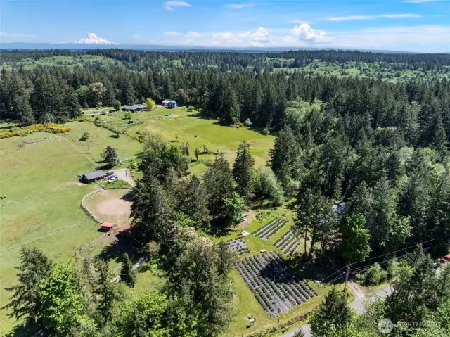 The perfect land for animals and multiple areas for a chicken coop.  The neighbors have goats and horses.