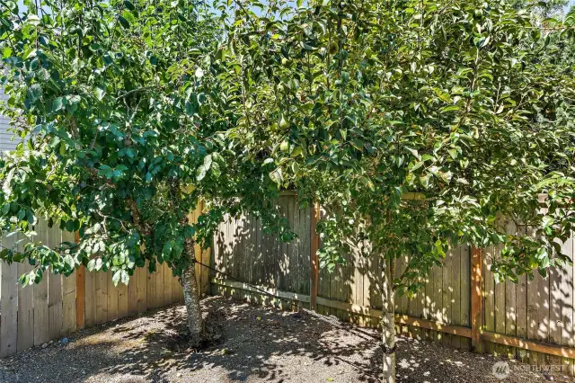 Fruit trees! Cherry, Plum, Apricot, Apple, and Pear.