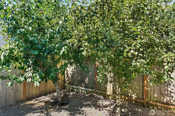 Multiple fruit trees throughout the yard including Cherry, Plum, Apricot, Apple, and Pear.