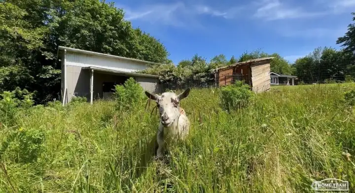 Fully fenced pasture w/no climb fence - current home to goats! Fully fenced pasture w/no climb fence - current home to goats!