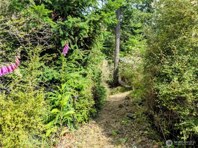 Trail to the cabin from the neighboring property.