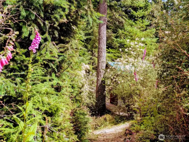 Native plants and fir trees surround this cabin in the woods.