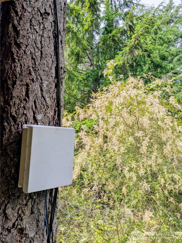 Doe Bay Internet Users Association houses signal equipment on the fir tree closest to the cabin.