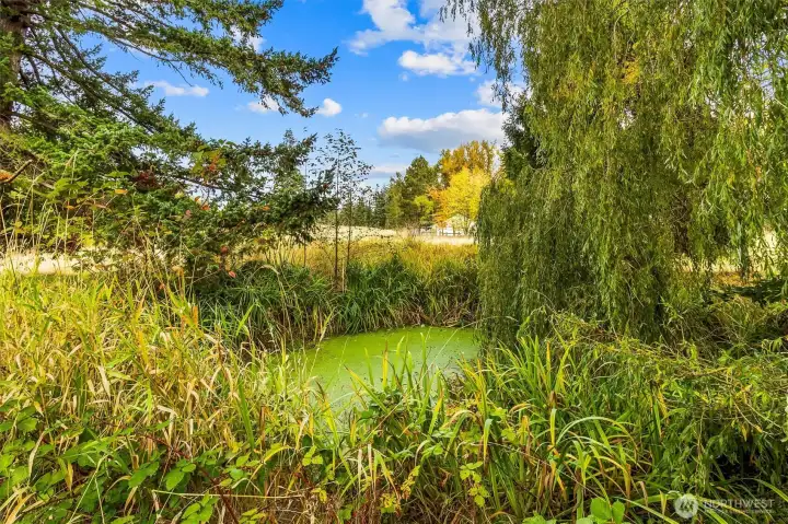 Private pond with a cement slab poured underneath the large willow tree for peace and tranquility outdoors