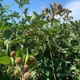 BUMPER BLACKBERRY INCOME CROP ready end of July!!!