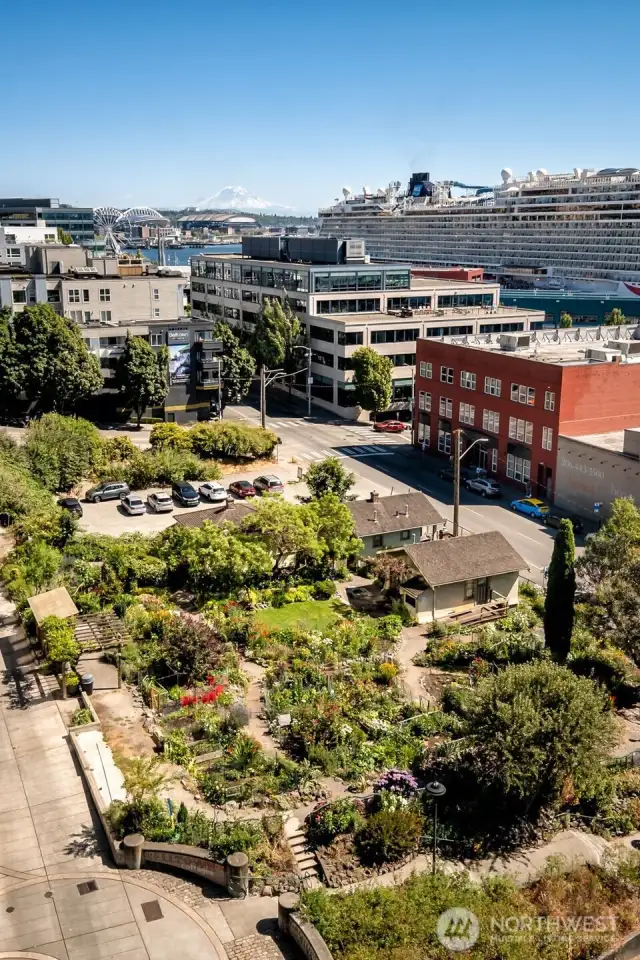 Just kitty-corner from The Vine, the Belltown P-Patch bursts with color and community, an unexpected garden-haven in the heart of the city.