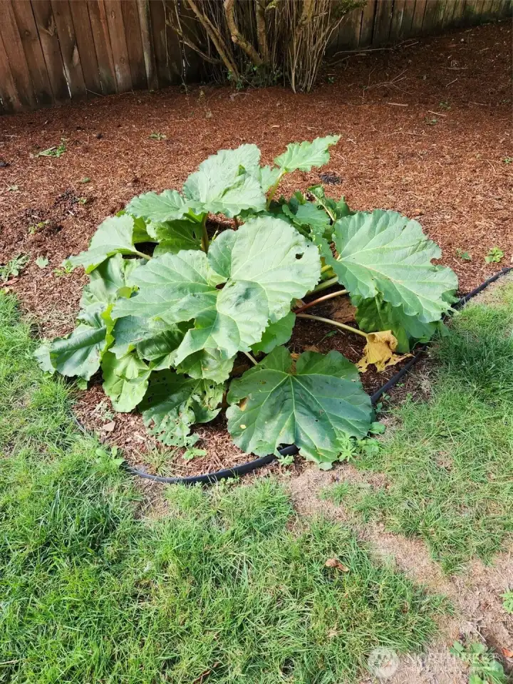 Healthy Rhubarb growing near the home