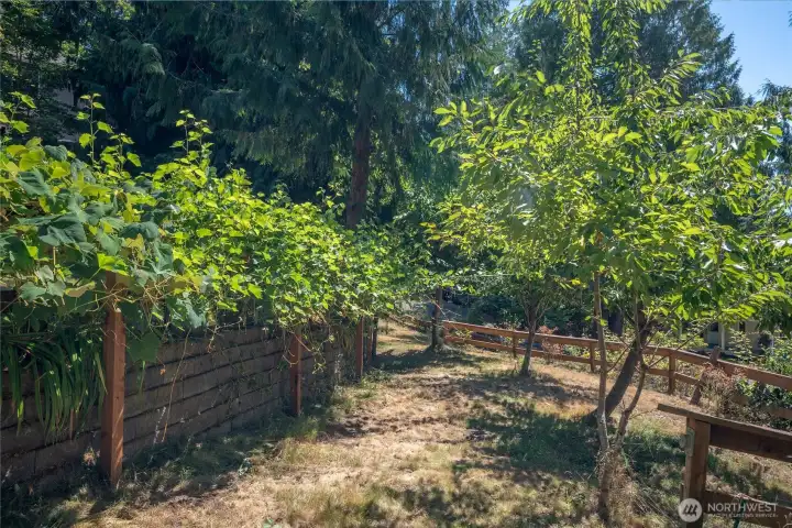 Mini vineyard feels like Tuscany Mini vineyard feels like Tuscany