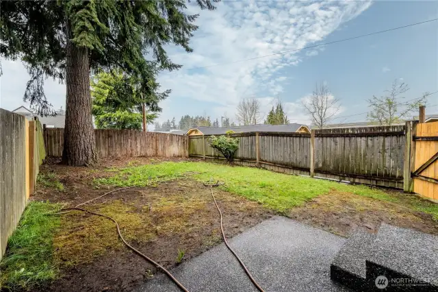 Backyard