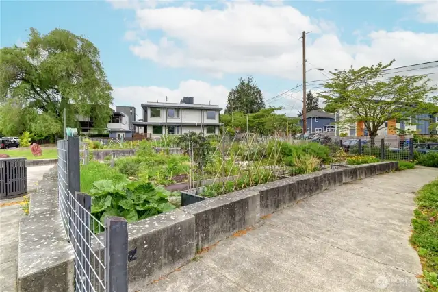 P- Patch Neighborhood Garden.