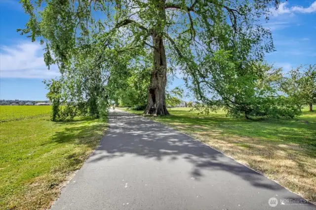 Driveway thru the American Elm tree