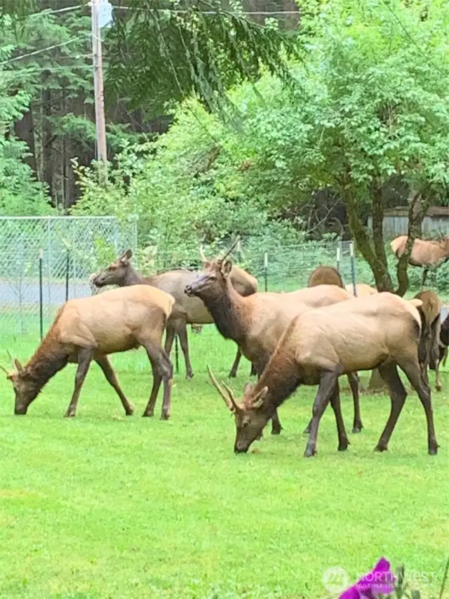 local elk herd comes to visit