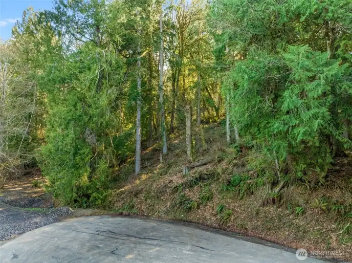 Framed by a lush canopy, this established road frontage simplifies access while maintaining a deep connection to nature.