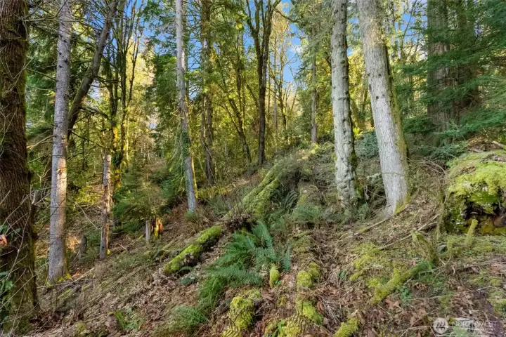 Immerse yourself in a pristine forest setting where towering timbers and native ferns provide a stunning, year-round backdrop