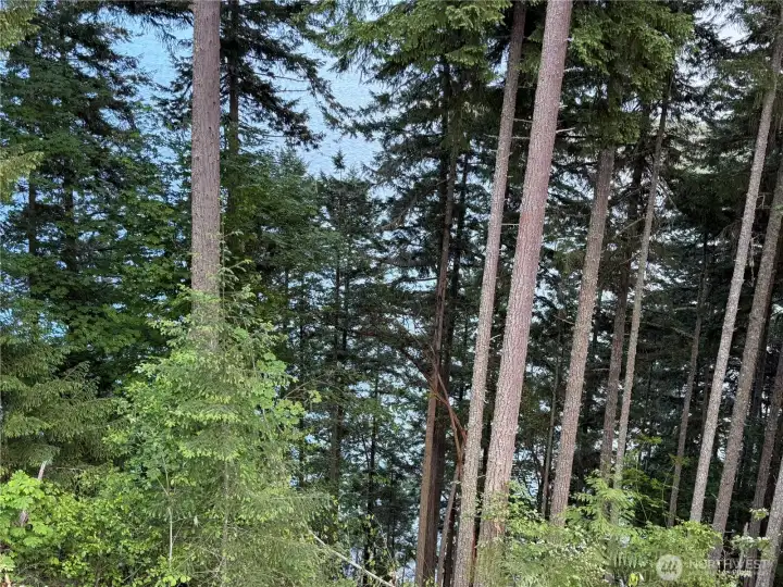 Tall Douglas fir trees line the ~ 290' of waterfront. Tall Douglas fir trees line the ~ 290' of waterfront.
