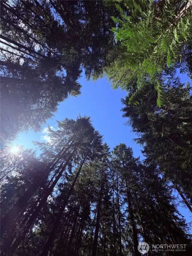 View looking up at the center of the property