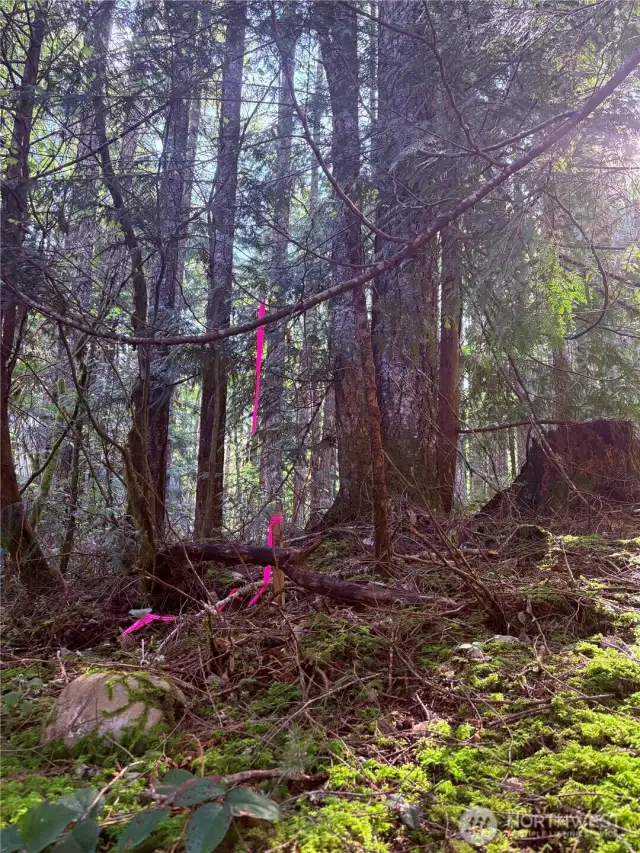 Pink ribbon marks the property line