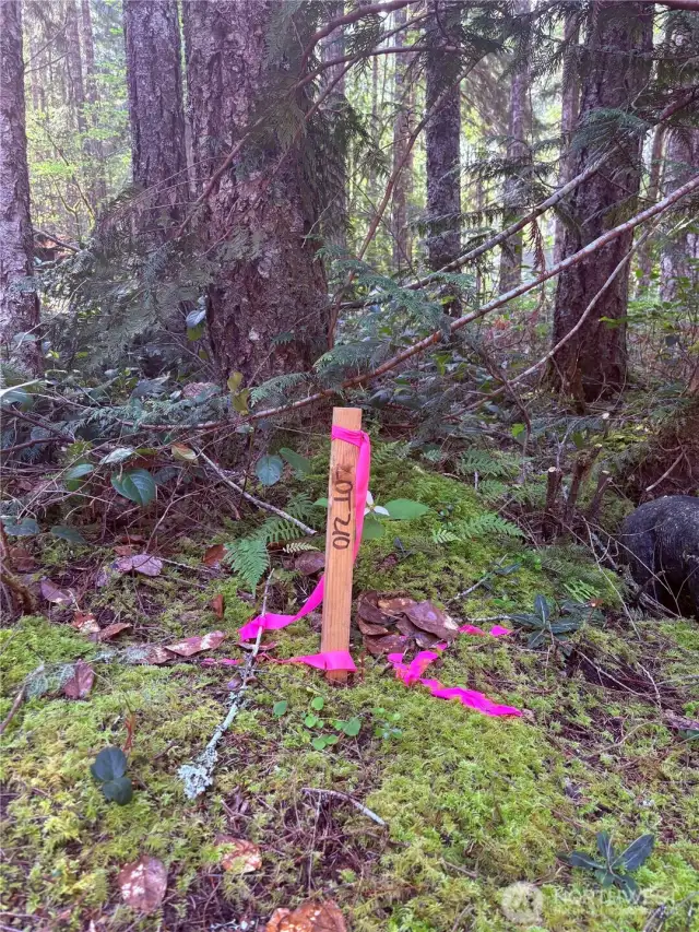 Stakes and pink ribbon marks the property lines. Official survey done