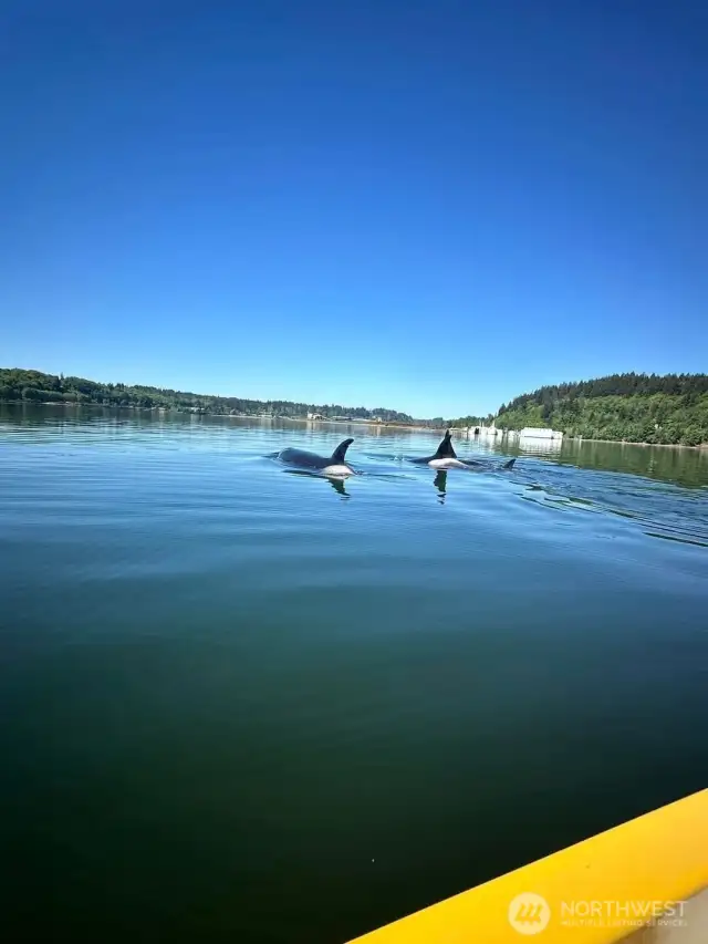 Orcas swimming through the bay