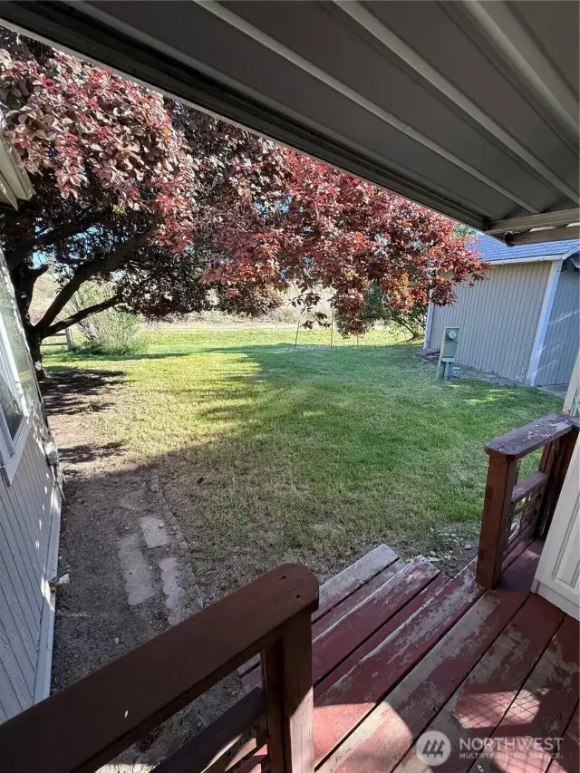 back yard 1