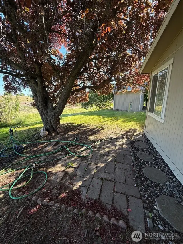 Back yard 2