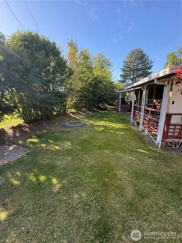 Back yard 3