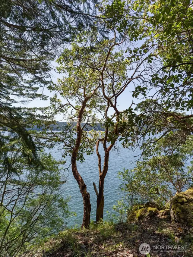 Property is populated with many fascinating Madrona trees