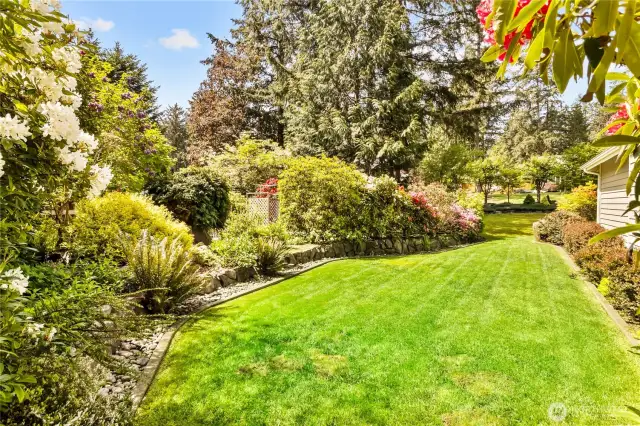 Side yard that wraps around to the front and to the garden beds beyond the hedge.
