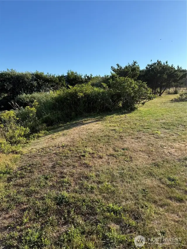 View facing south to the trees.