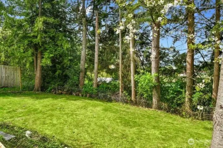 Large backyard